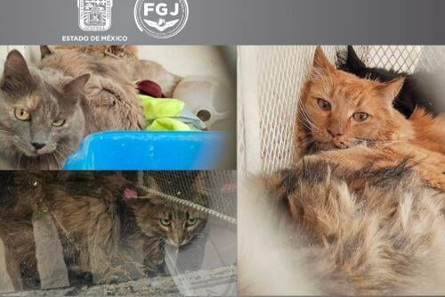 Rescatan a nueve felinos en inmueble de Tecámac; los dejaron abandonados