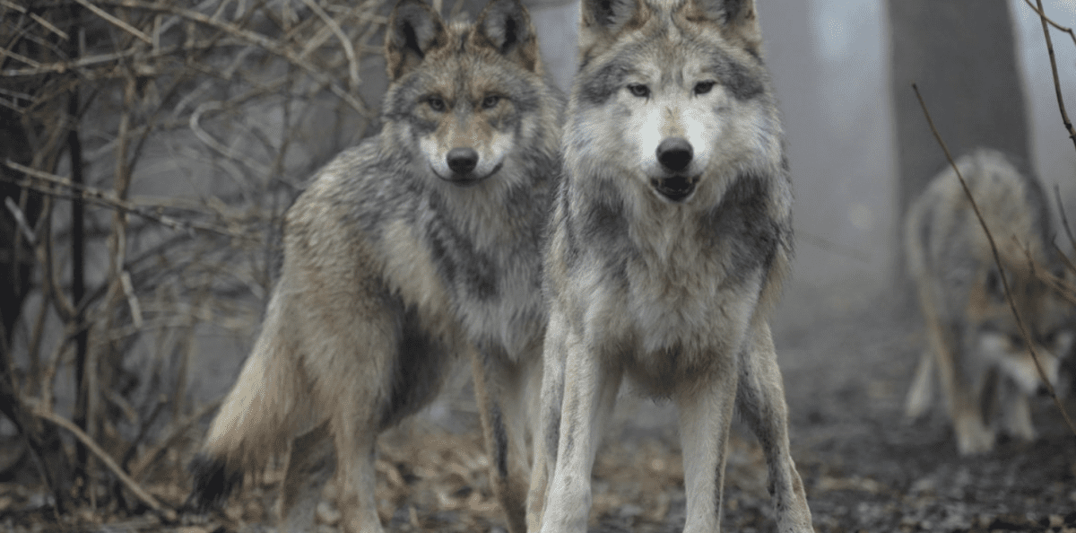 Impulsa Coatepec Harinas, conservación del lobo gris mexicano en peligro de extinción