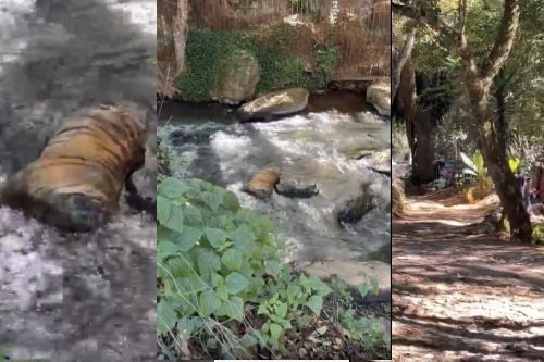 Video: Hallazgo de tigre decapitado en cascada de Valle de Bravo desconcierta a pobladores