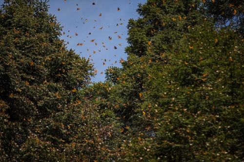 De noviembre 2023  a marzo del 2024, abren los santuarios mexiquenses de Mariposa Monarca