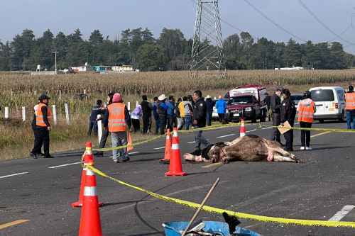 Cinco fallecidos y varios heridos en la Toluca-Valle de Bravo, y todo por una vaca