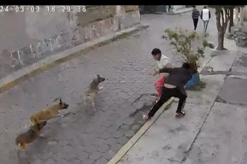 Video: Impresionante ataque de perros a jóvenes en Metepec