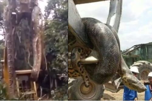Video: Encuentran gigantesca anaconda en una construcción en Brasil