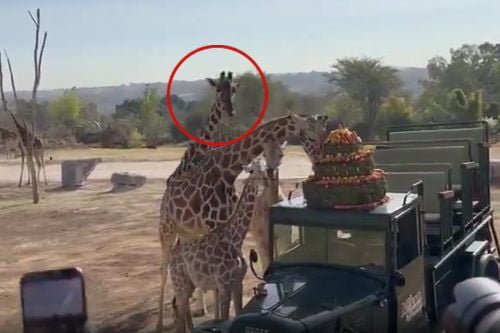 Video: Benito fue presentado hoy a la familia de jirafas en Africam Safari 