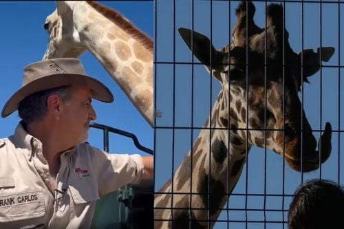 Video: Por fin, la jirafa Benito será trasladada cuanto antes a Africam Safari