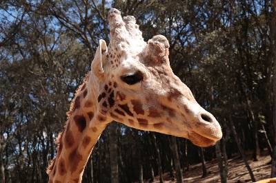 Chapa de Mota invita a una aventura Safari