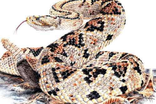 Serpiente de cascabel, especie en estudio para tratamientos médicos, está en peligro de extinción 