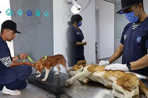 Consulta, vacuna y esterilización a tus mascotas sin costo en Huixquilucan