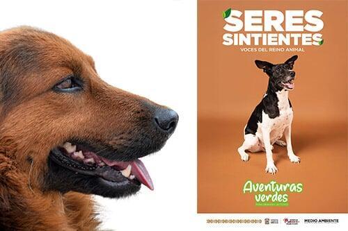 Cuadernillo enseña a pequeños sobre el bienestar de sus mascotas