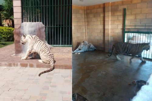 Los tigres del "Nini" ¿Comían humanos?