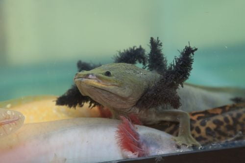 Video: A proposito del Día Nacional del Ajolote animalito en peligro de extinción