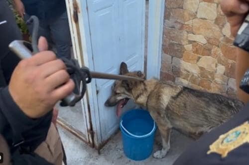 Video: Lobo escapa del zoológico de Aragón y lo atrapan tras persecución
