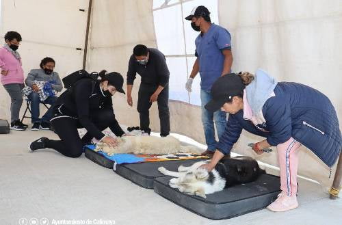Gran éxito la jornada de esterilización de mascotas en Calimaya