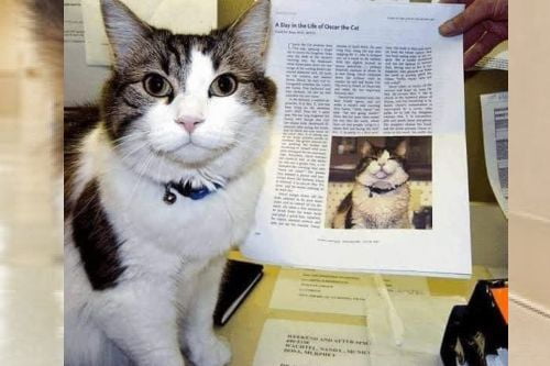 VideoCurioso: Oscar, el gatito que predijo más de 100 defunciones