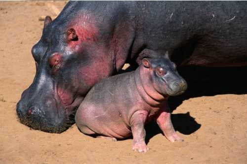 Viceo: Hoy es Día del Hipopótamo; una dosis de información