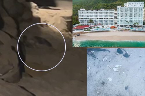 Video: S.O.S por las tortugas en Puerto Vallarta; hoteleros no se comprometen