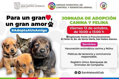 Este viernes habrá Jornada de adopción canina y felina en San Mateo Atenco