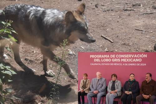 Video: Viaja Ach a Nuevo México para evitar la extinción del lobo gris mexicano
