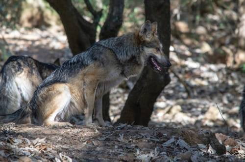 Video: Construyen en Tenancingo, el Centro de Conservación del lobo gris mexicano