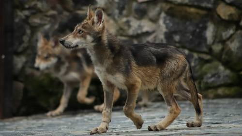 Video: Nacen dos cachorros de lobo gris en reserva de Timilpan