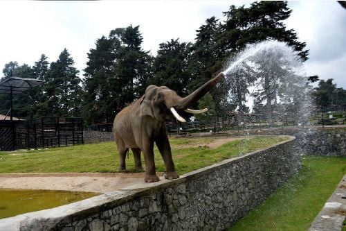 Video: Muere elefante Ted en zoológico de Zacango