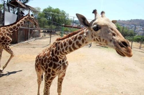 Mientras animalistas luchan por salvar la vida de la jirafa Benito, Guga murió en Ecatepec