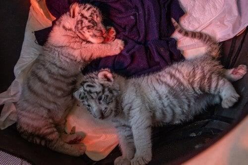 Video: Nacen gemelos de tigre blanco en Zacango ¡Pónles nombre!