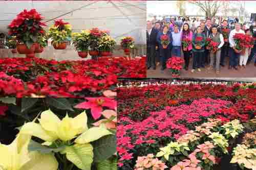 La flor de nochebuena no puede faltar en navidad