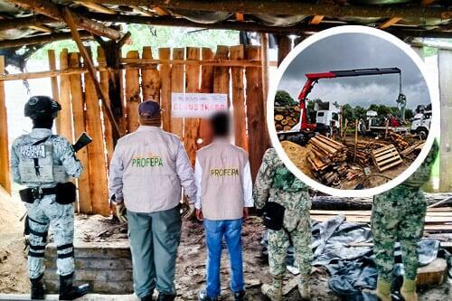 Operativo forestal concluye con tres aserraderos ilegales clausurados