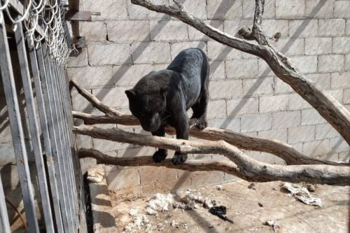 Niña de 3 años pierde un brazo por ataque de una pantera