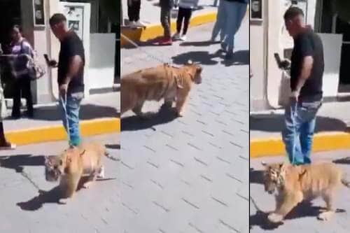 Video: Cachorrito de tigre paseado por su dueño causa emoción de transeúntes