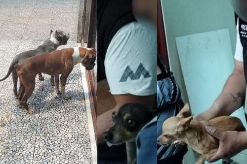Rescatan a otros cuatro perritos abandonados y maltratados