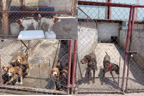 Rescatan a 46 perritos tras cateo en Texcoco con evidente maltrato animal