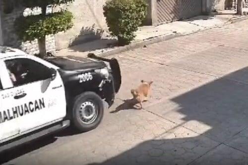 Video: Policía municipal e Chimalhuacán, atropella y mata perrito