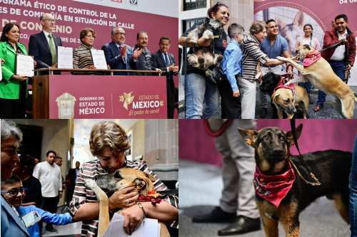 El 70 por ciento de los animales de compañía en la entidad, no tiene hogar: Delfina Gómez