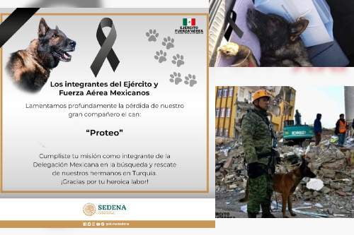 Video: Muere Proteo, perrito mexicano rescatista en Turquía