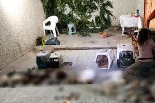 Asegura PROPAEM 23 animales en casa de Naucalpan, donde hacían rituales