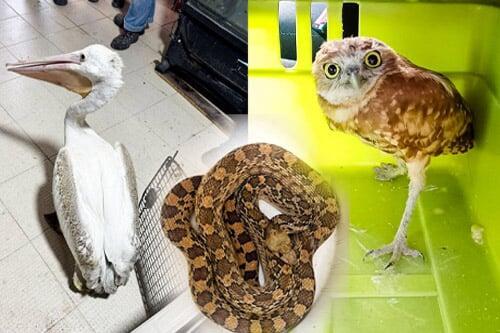 Rescatan a pelícano herido, tecolote atacado y serpiente toro