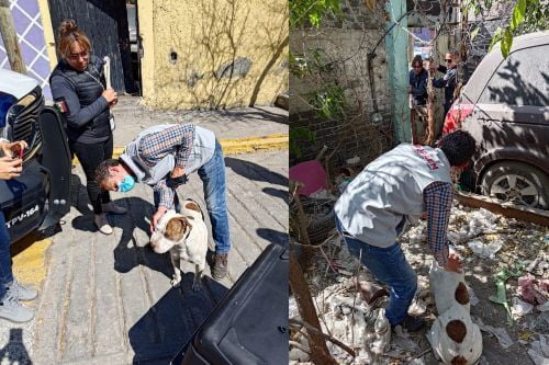 Rescatan a canino en situación de abandono en Tlalnepantla