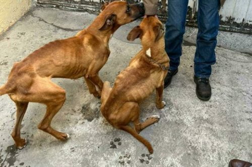 Tras denuncia ciudadana, rescatan dos perritos maltrados en Toluca