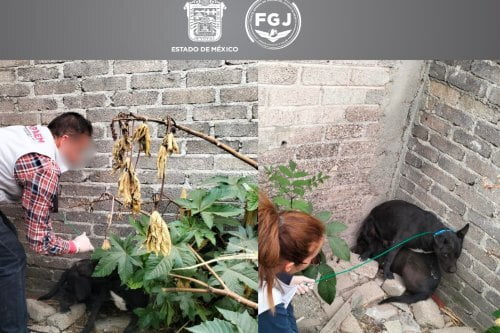 Rescatan a tres caninos en Ecatepec por maltrato animal