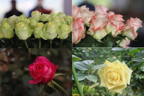 Este 14 de febrero, Edomex presume su producción de rosas