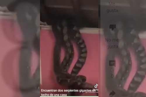 Video: Encuentran dos serpientes gigantes en el techo de una casa