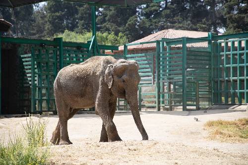 Muere Tammy, la elefanta mas longeva del zoológico de Zacango