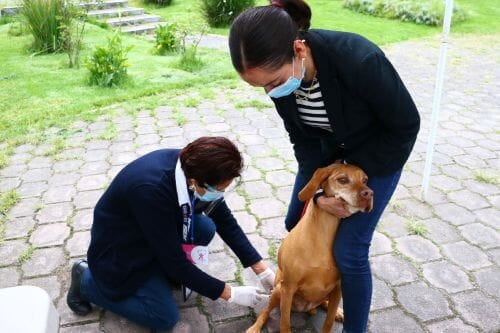 Inicia Jornada Nacional de Vacunación Antirrábica Canina y Felina 2024 Edomex