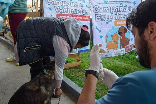Vacunas y servicios gratuitos para tus mascotas en Almoloya de Juárez
