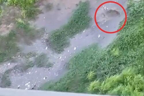 VIDEO - Pánico por leona rondando playas de Veracruz