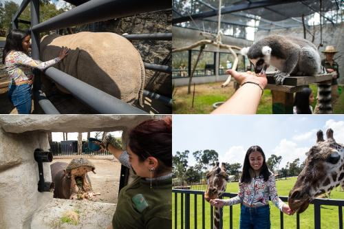 Qué tal un día espectacular en el zoológico de Zacango