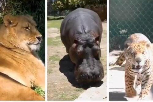 Video: La espera terminó; zoológico de Zacando abre al público mañana